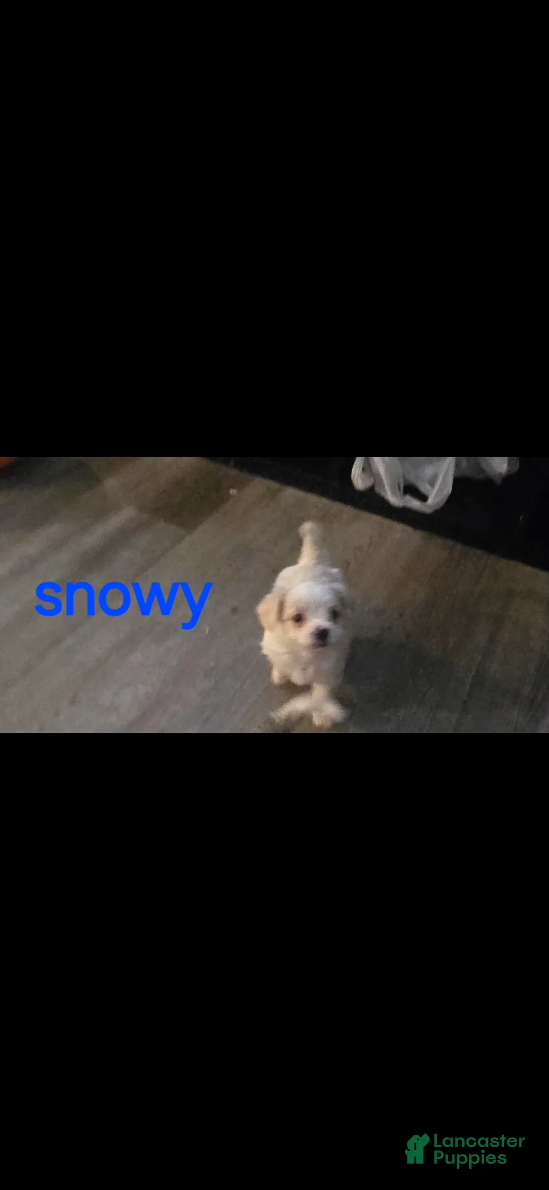 Yorkshire Terrier dogs for sale: Yorkshire Terrier 3 - Ad 1