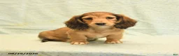 Dachshund dogs for sale: Lucy - Ad 2