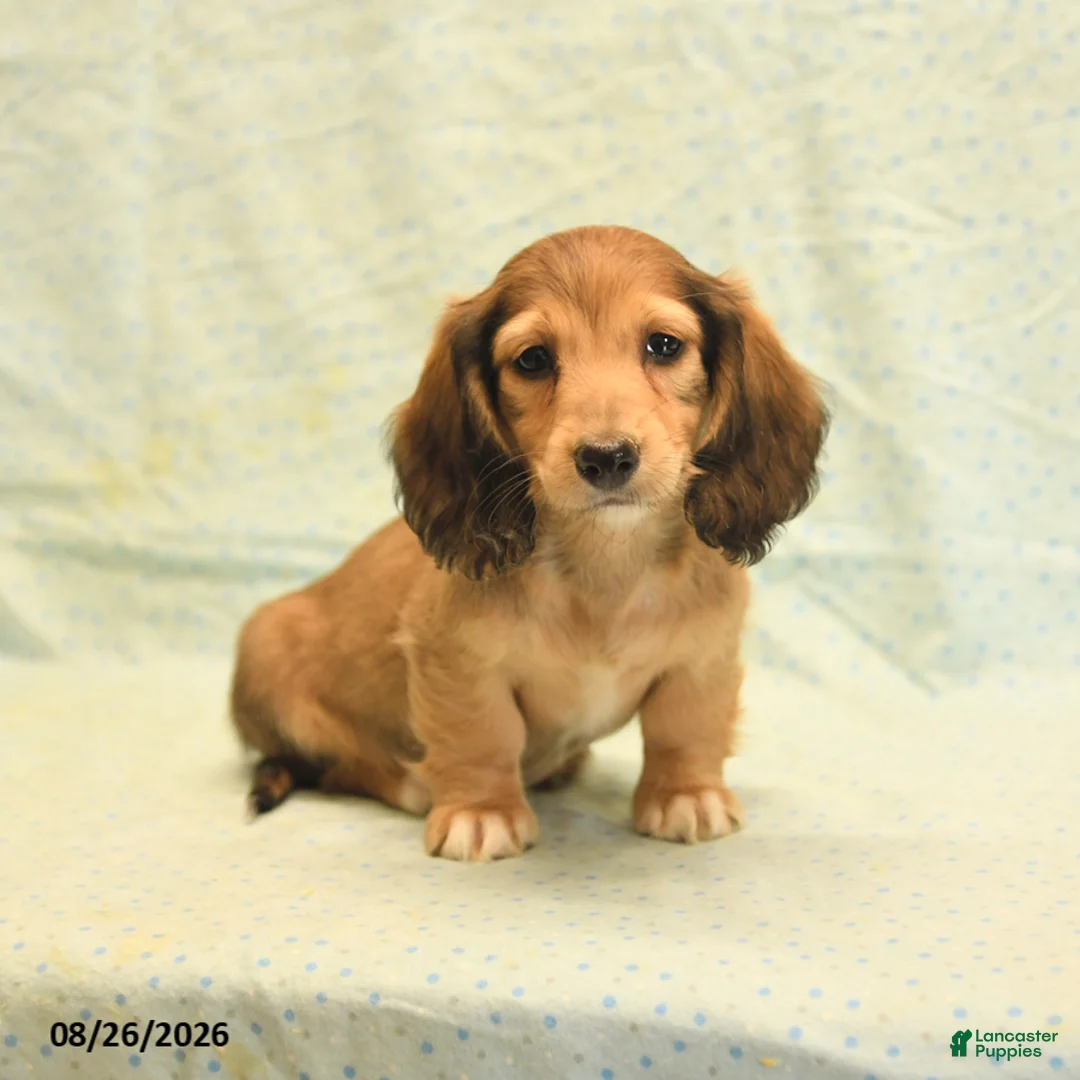 Dachshund dogs for sale: Lucy - Ad 2