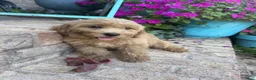 Miniature Labradoodle dogs for sale: Chloe - Ad 7
