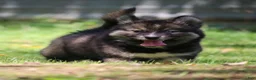Pomsky dogs for sale: Dutch - Ad 8