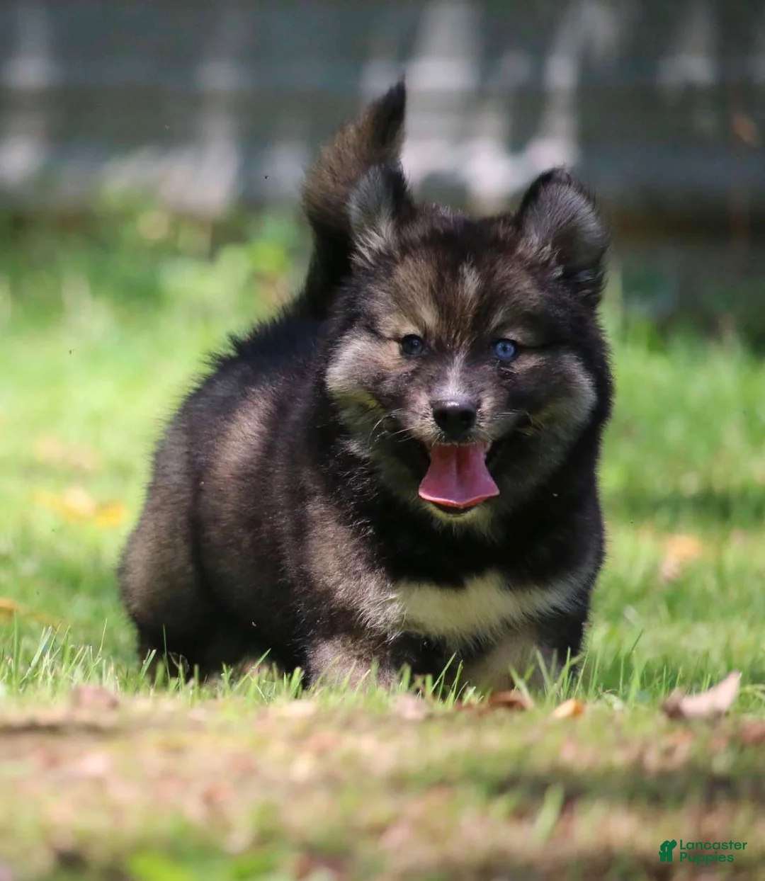 Pomsky dogs for sale: Dutch - Ad 8