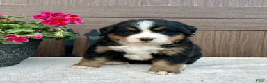 Raine 