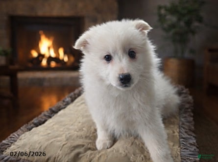 American Eskimo dogs Dallas - Ad 10