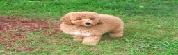 Mini Goldendoodle dogs for sale: Benny - Ad 6