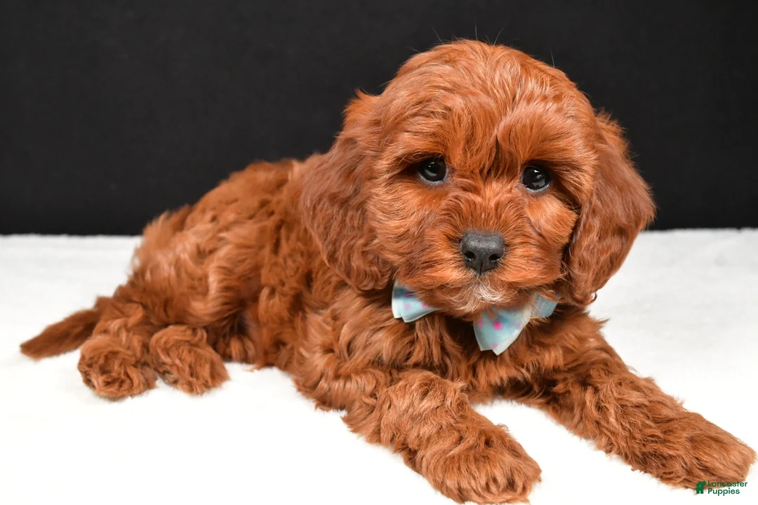 Cavapoo dogs for sale: Benji - Ad 2