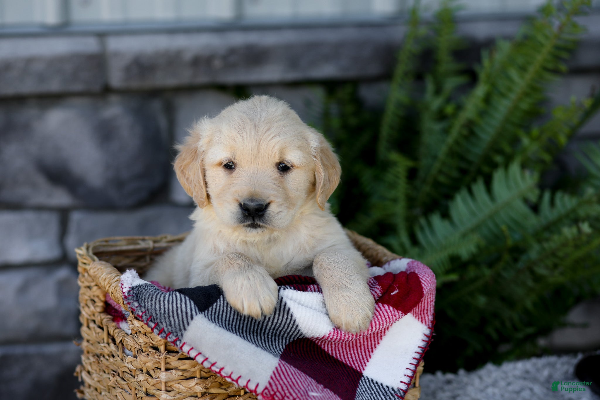 Golden Retriever dogs for sale: Blaze - Ad 2