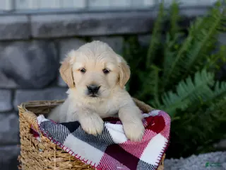 Golden Retriever dogs for sale: Blaze - Ad 2