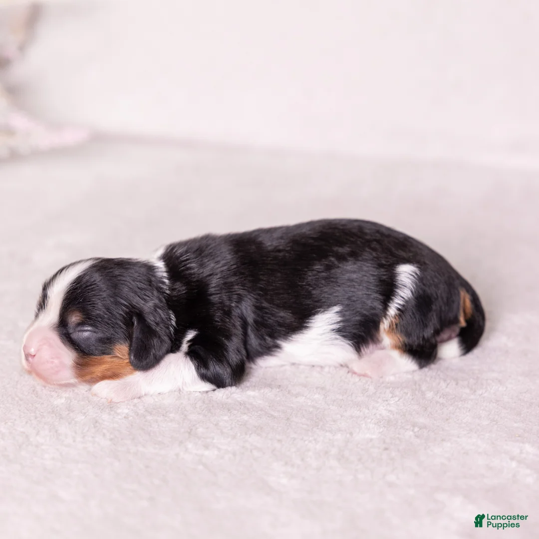 Cavalier King Charles Spaniel dogs for sale: Kudos - Ad 5