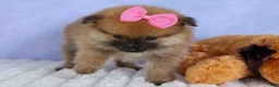 Pomeranian dogs for sale: Freya  - Ad 8