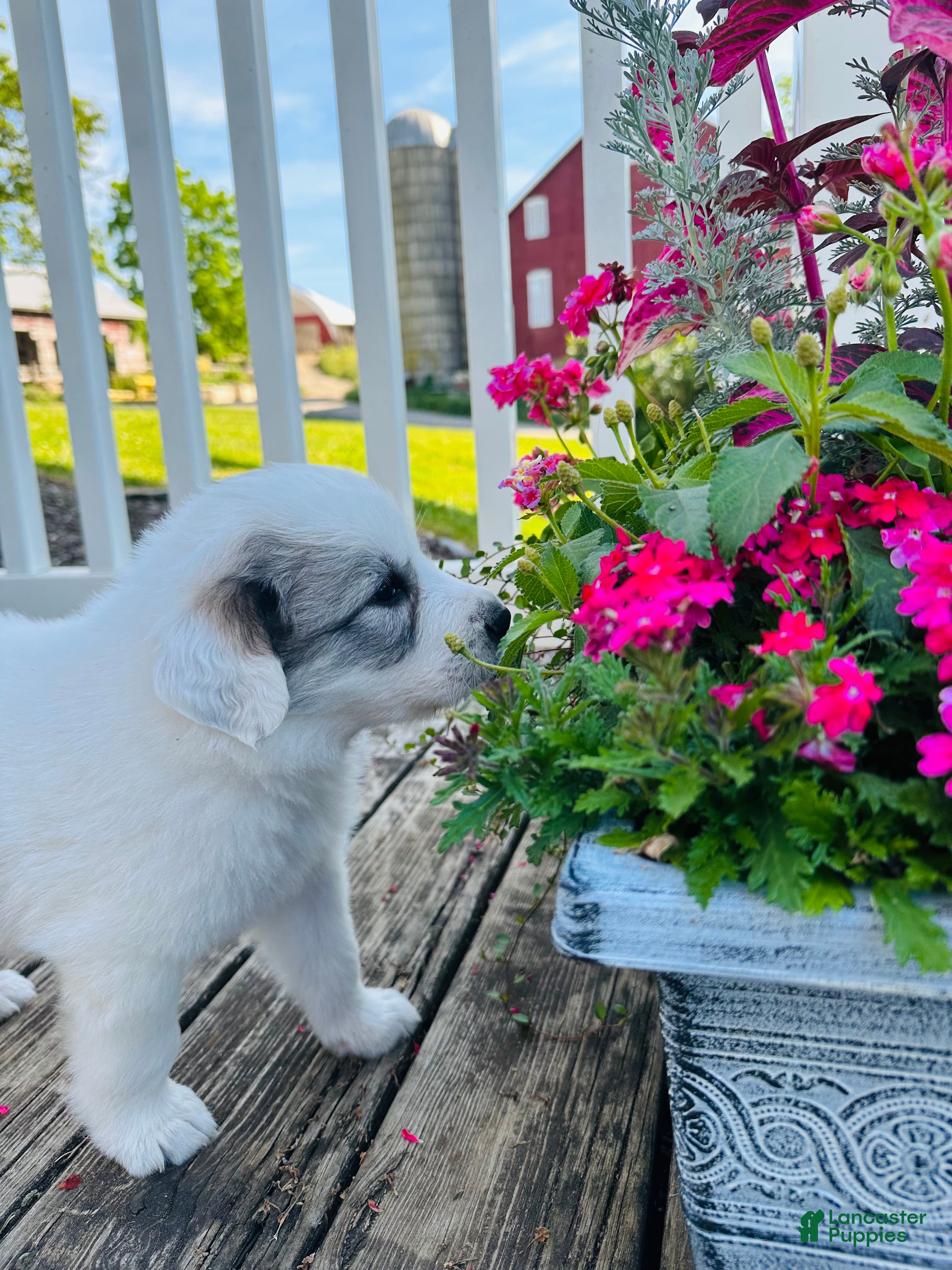 Great Pyrenees dogs AKC Savannah - Ad 2