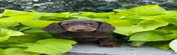 Miniature Dachshund dogs for sale: Diesel - Ad 2