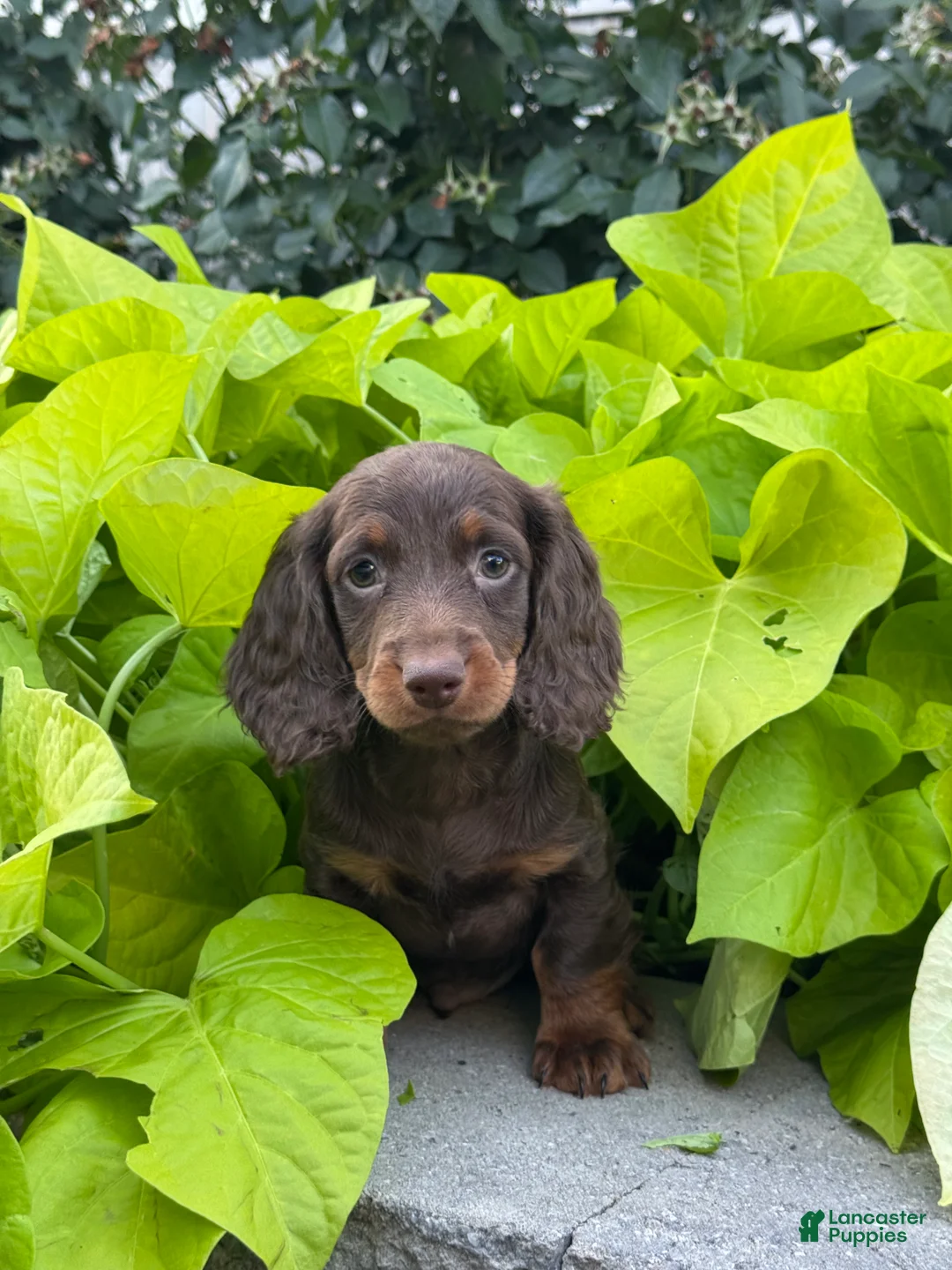 Miniature Dachshund dogs for sale: Diesel - Ad 2