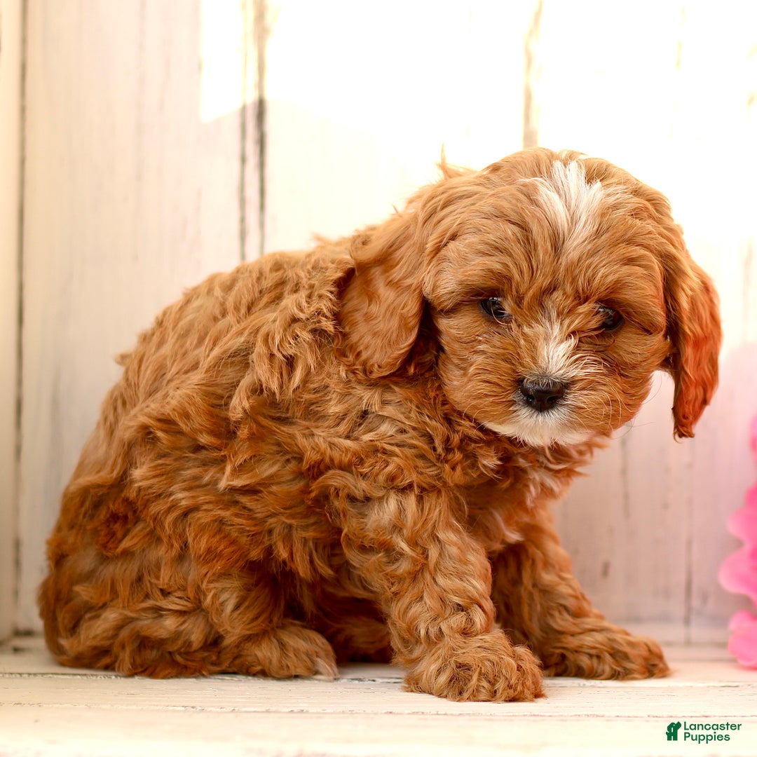 Cavapoo dogs for sale: Dreamer  - Ad 3
