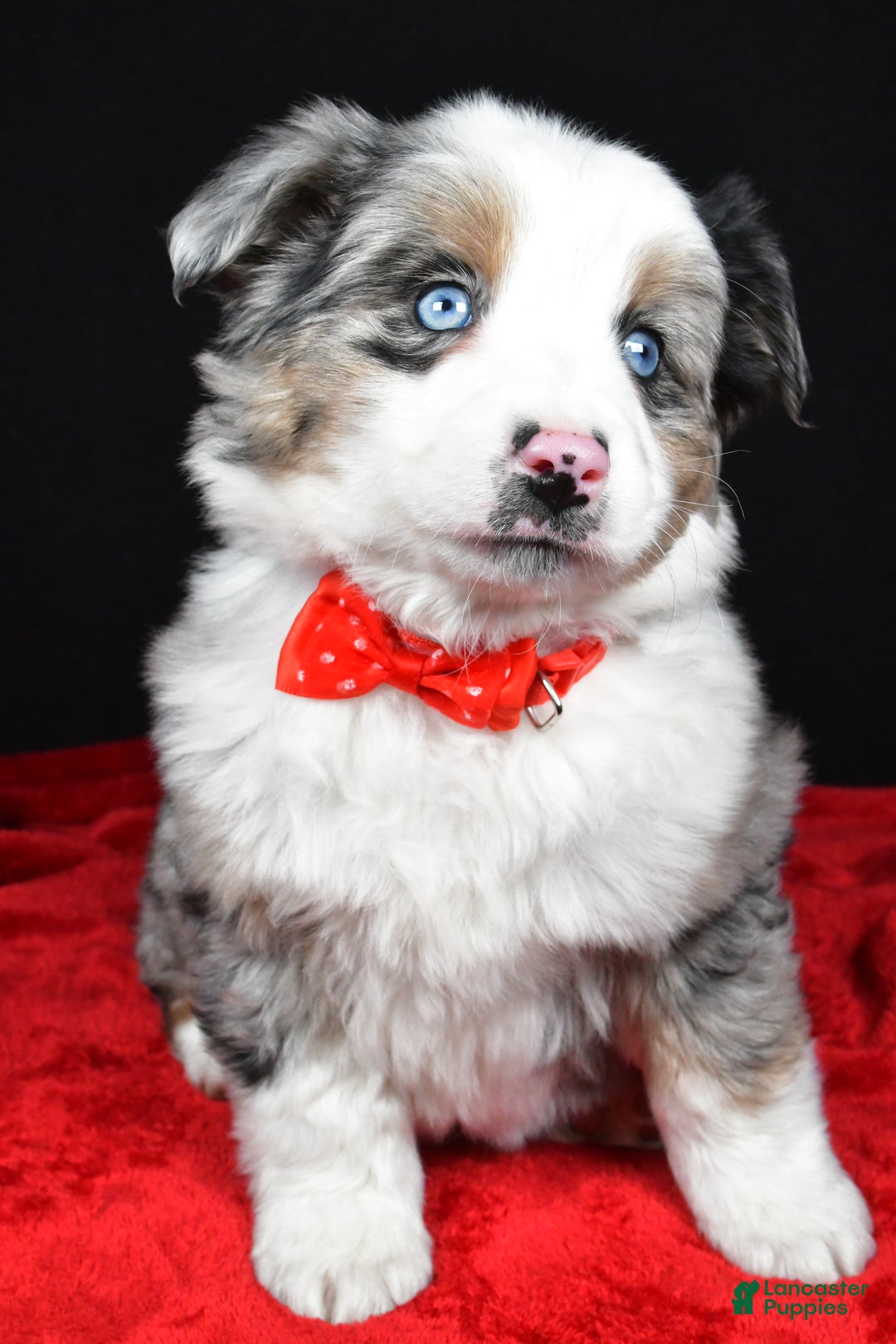 Miniature Australian Shepherd dogs for sale: Rover - Ad 9