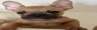 Muzzle