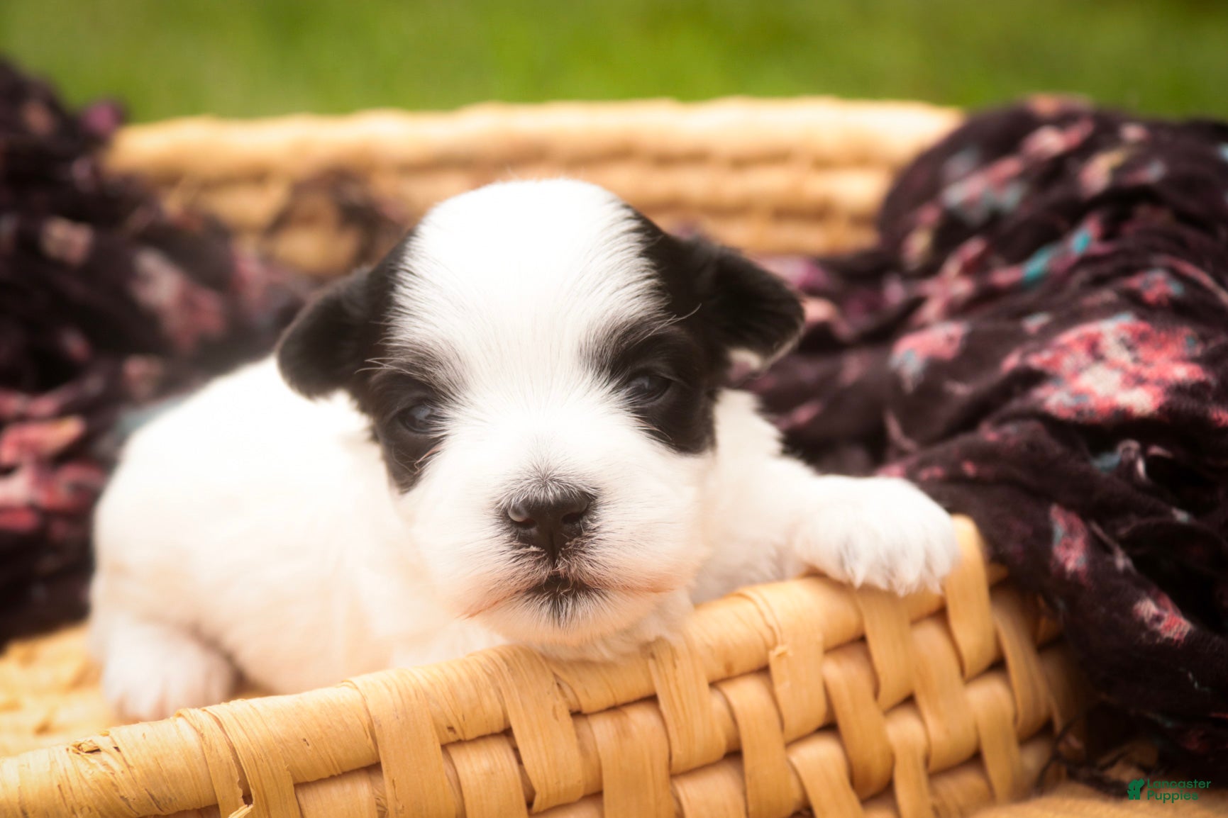Havanese dogs Libby Havanese  - Ad 1