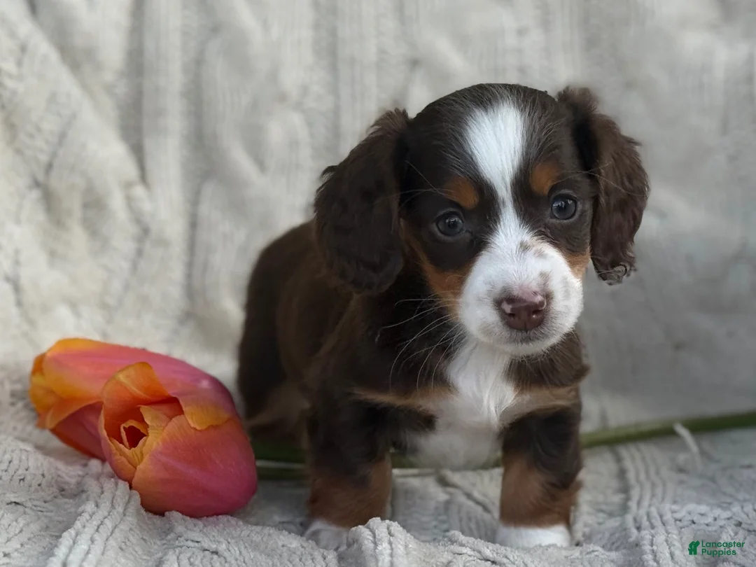 Miniature Dachshund dogs for sale: Tina - Ad 1