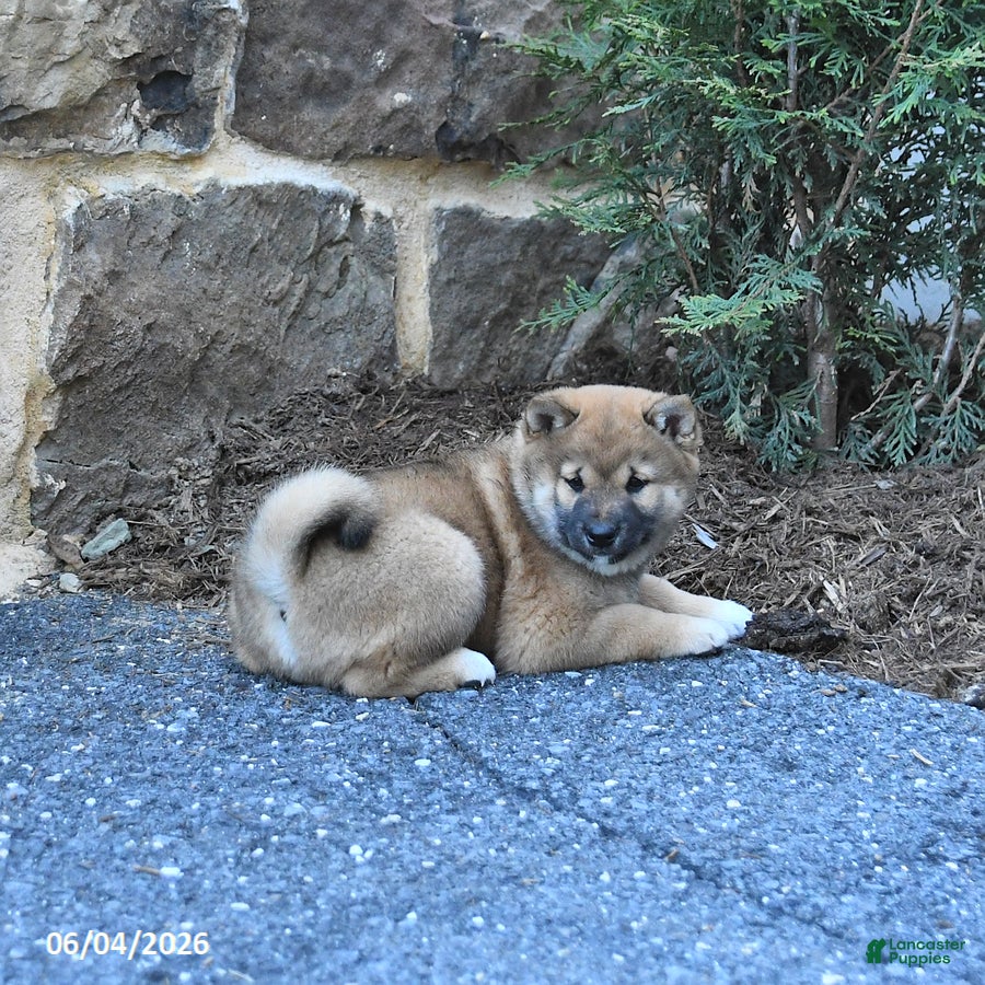 Shiba Inu dogs for sale: Shiloh - Ad 5