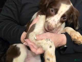 English Springer Spaniel dogs Poppy - Ad 38
