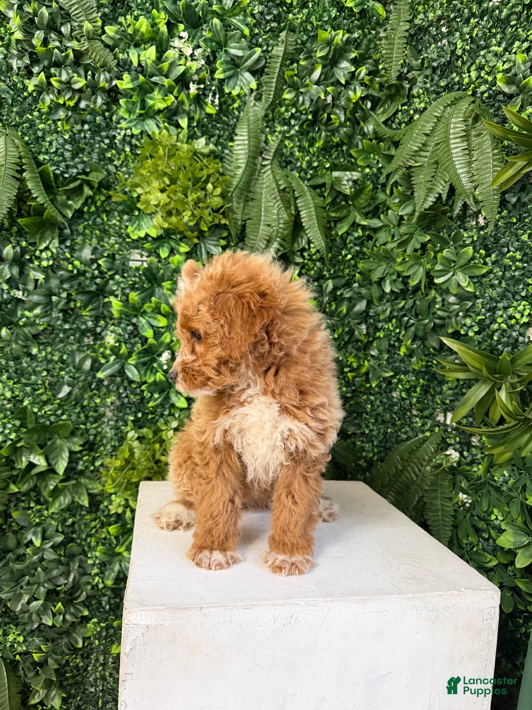 Mini Goldendoodle dogs for sale: Polly - Ad 6
