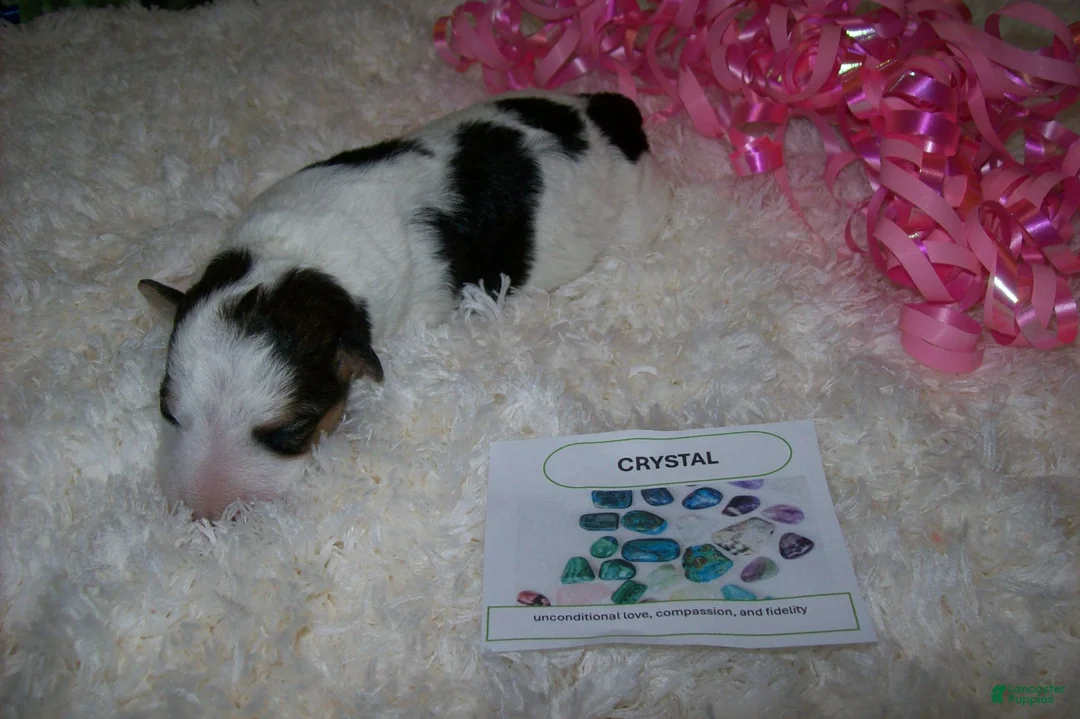 Wire Fox Terrier dogs for sale: AKC Wire Fox Terrier 2 Crystal - Ad 2