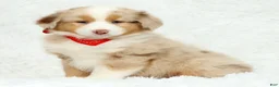 Australian Shepherd dogs for sale: Rhett - Ad 3