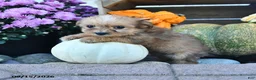 Shorkie dogs for sale: Daisy - Ad 2