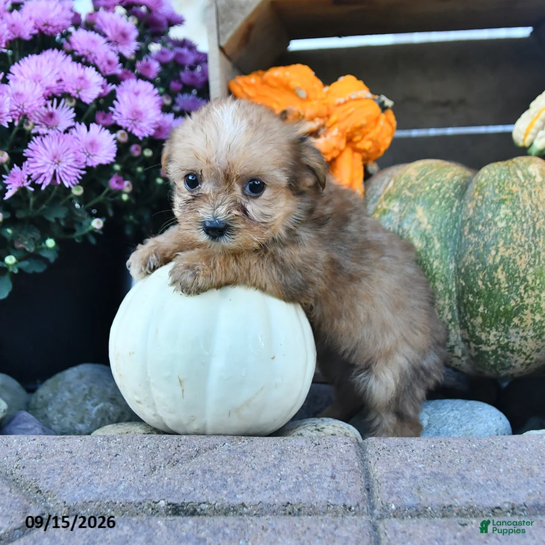 Shorkie dogs for sale: Daisy - Ad 2