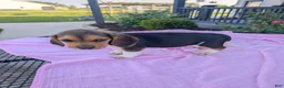 Beagle dogs for sale: Pansy - Ad 2