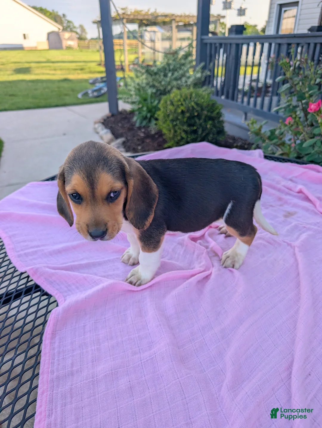 Beagle dogs for sale: Pansy - Ad 2