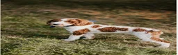 Mini Goldendoodle dogs for sale: Ivy - Ad 7