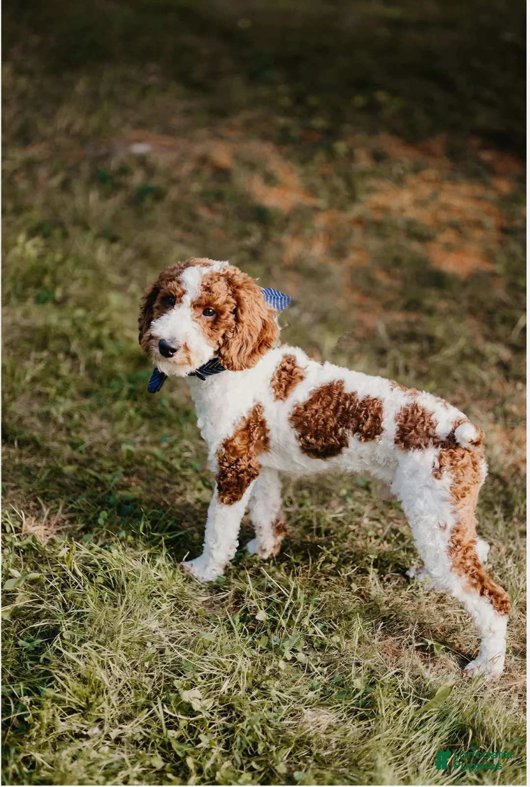 Mini Goldendoodle dogs for sale: Ivy - Ad 7