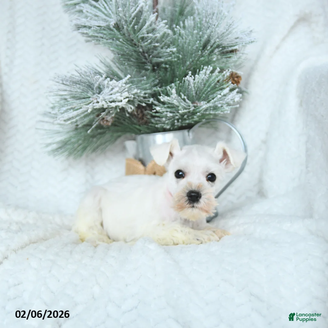 Miniature Schnauzer dogs for sale: Max - Ad 5