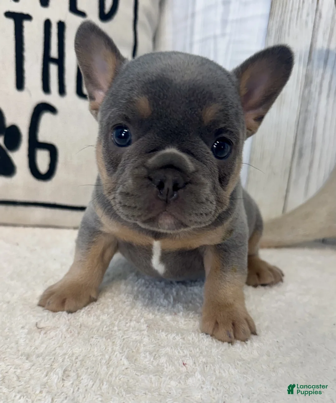 French Bulldog dogs for sale: Star - Ad 2