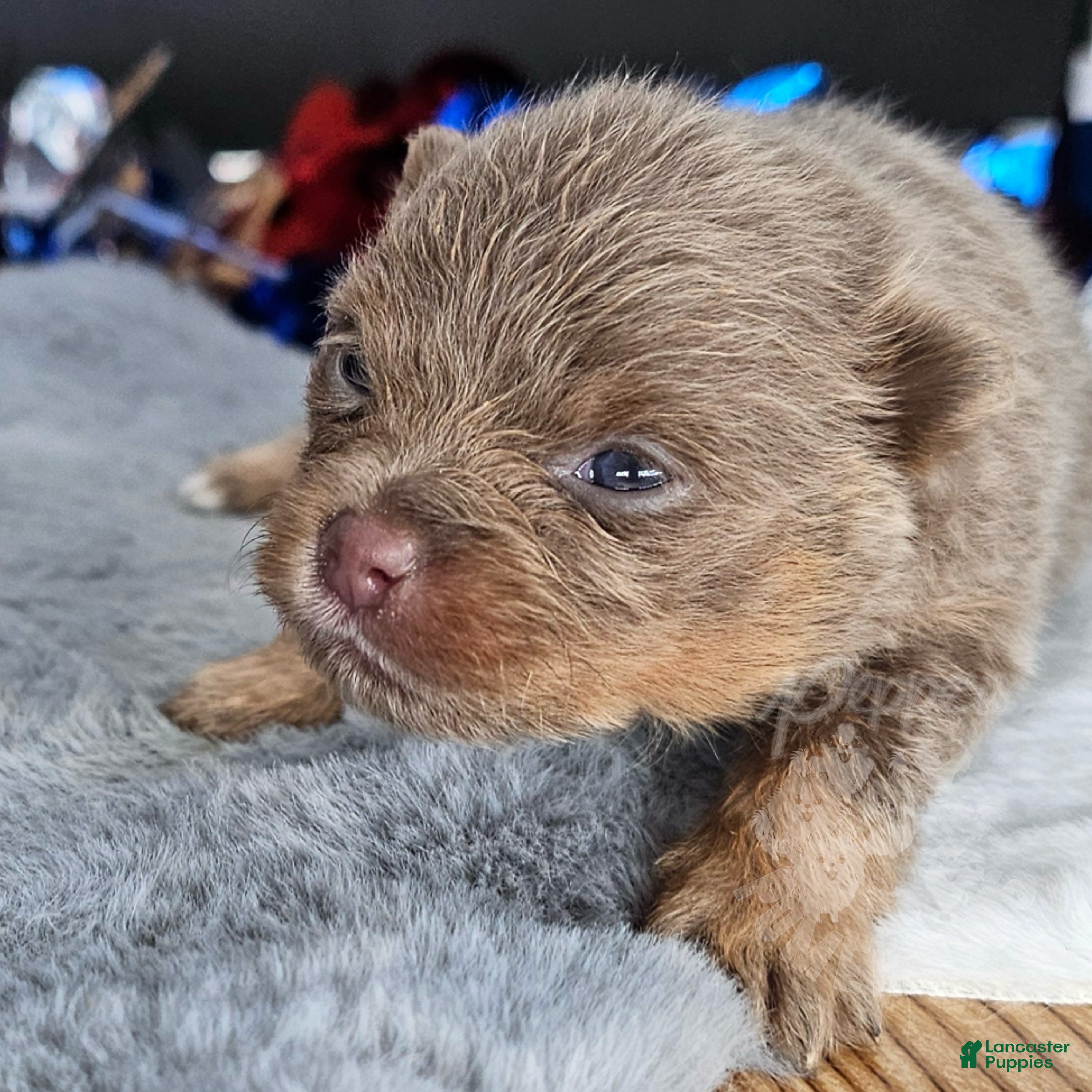 Pomeranian dogs Pepper's The Way You Make Me Feel - "Waylon" - Ad 1