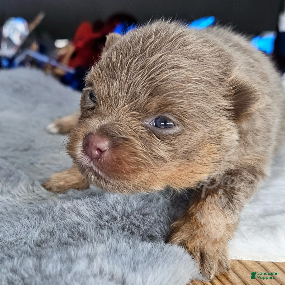 Pomeranian dogs for sale: Pepper's The Way You Make Me Feel - "Waylon" - Ad 1