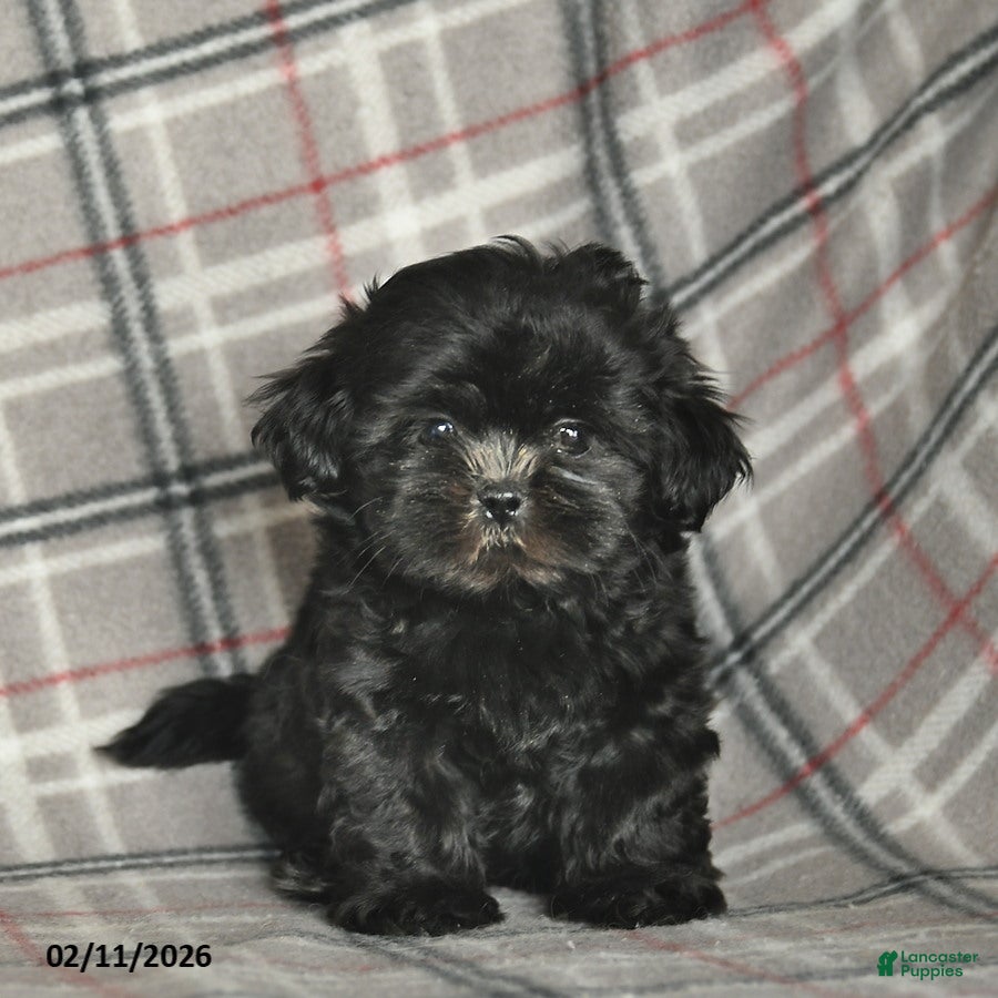 Shih Tzu dogs Winter  - Ad 24