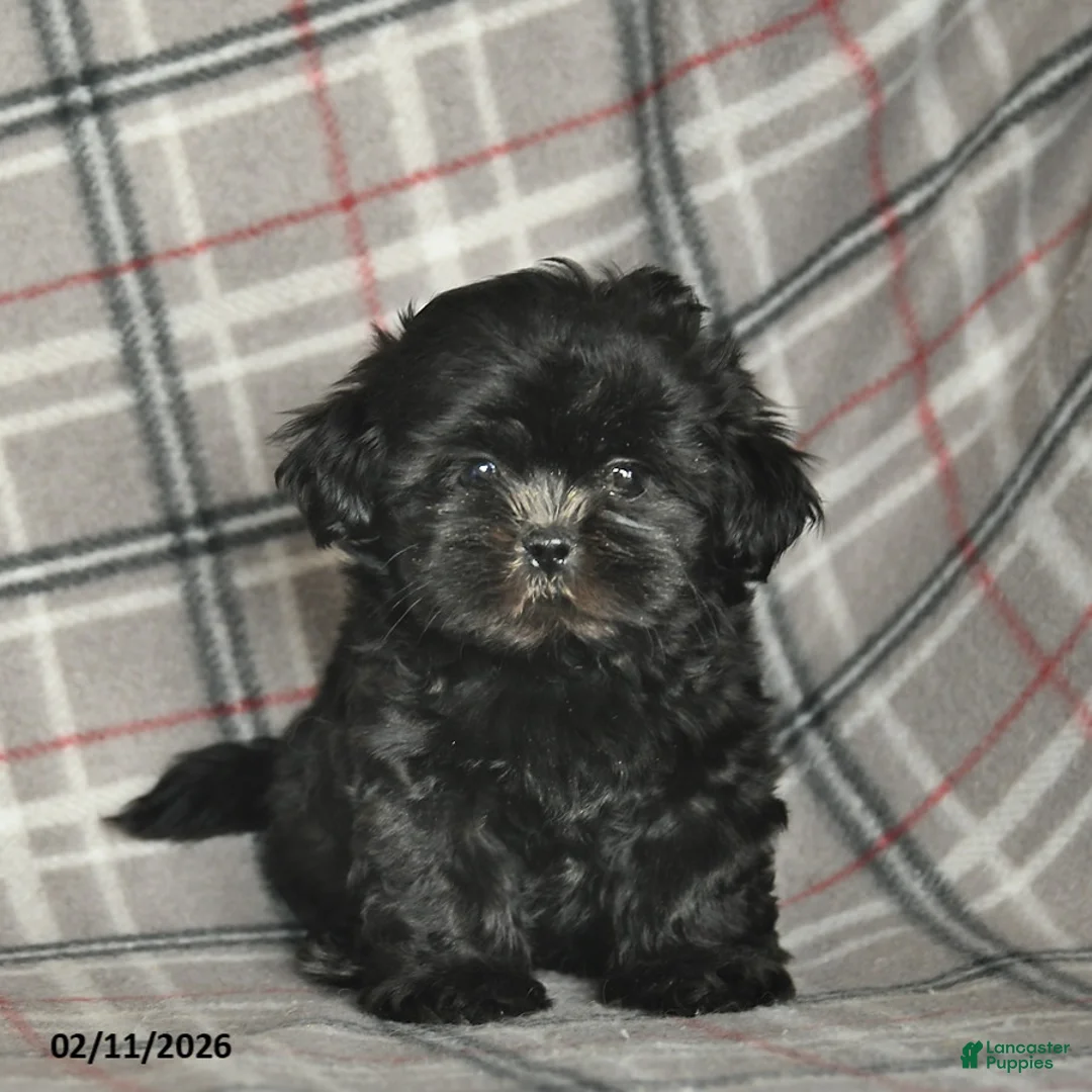 Shih Tzu dogs for sale: Winter  - Ad 1