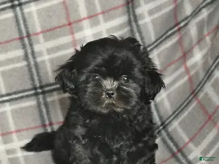 Shih Tzu dogs Winter - Ad 24