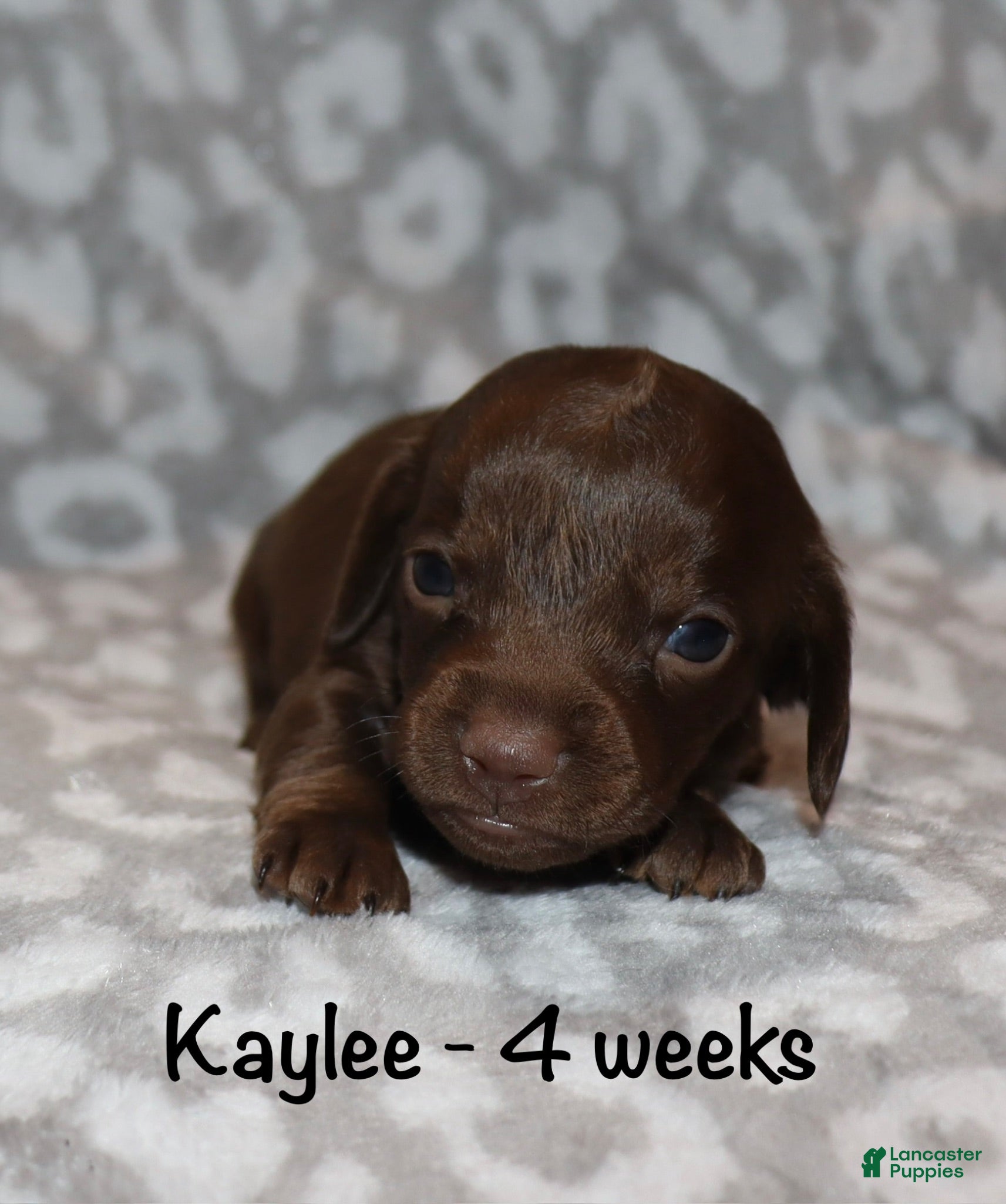 Miniature Dachshund dogs for sale: Kayla - Ad 4