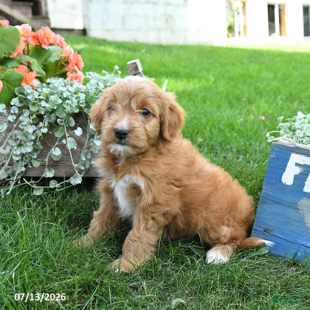 Cavapoo dogs for sale: Rover - Ad 3