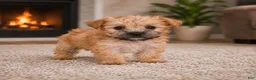 Morkie dogs for sale: Bella - Ad 1