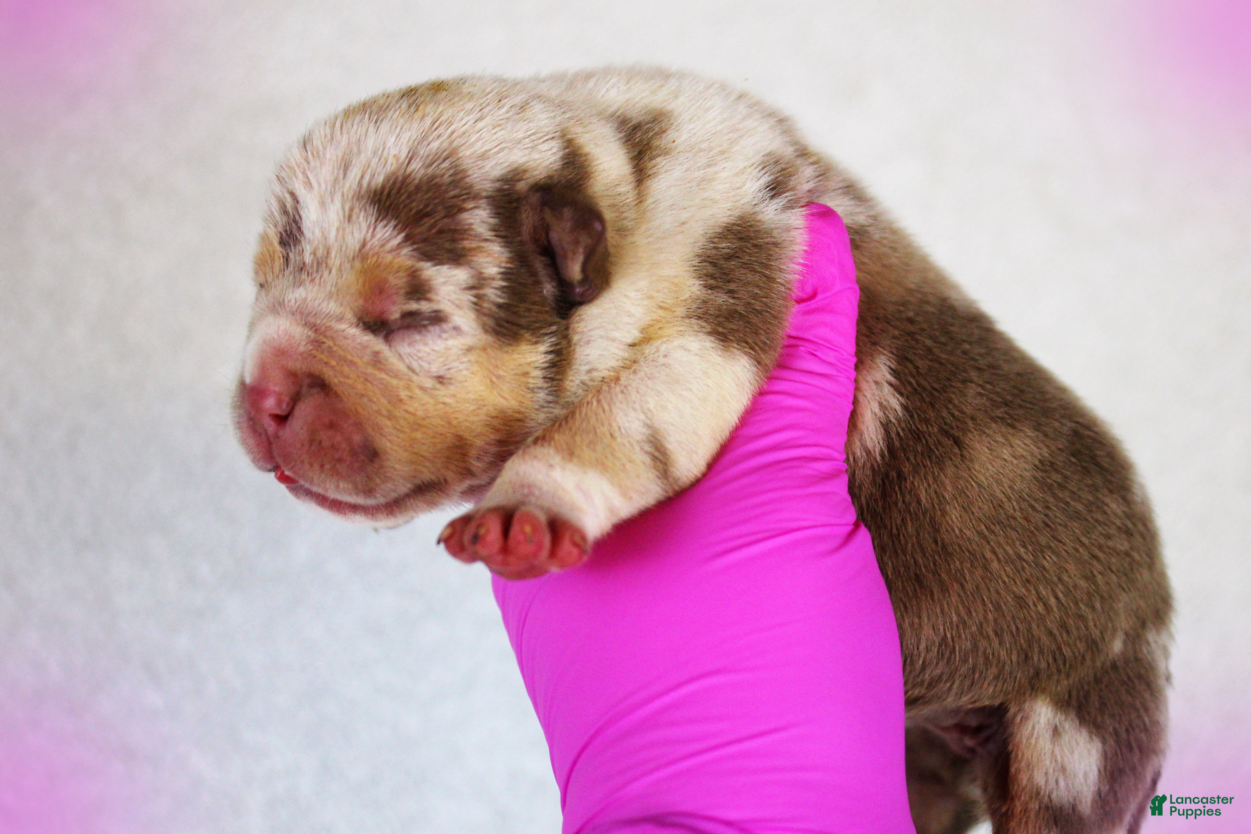 American Bully dogs Chocolate Tri Merle Female - Ad 2