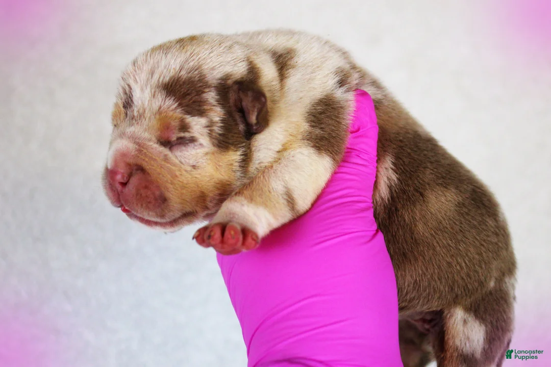 American Bully dogs for sale: Chocolate Tri Merle Female - Ad 2