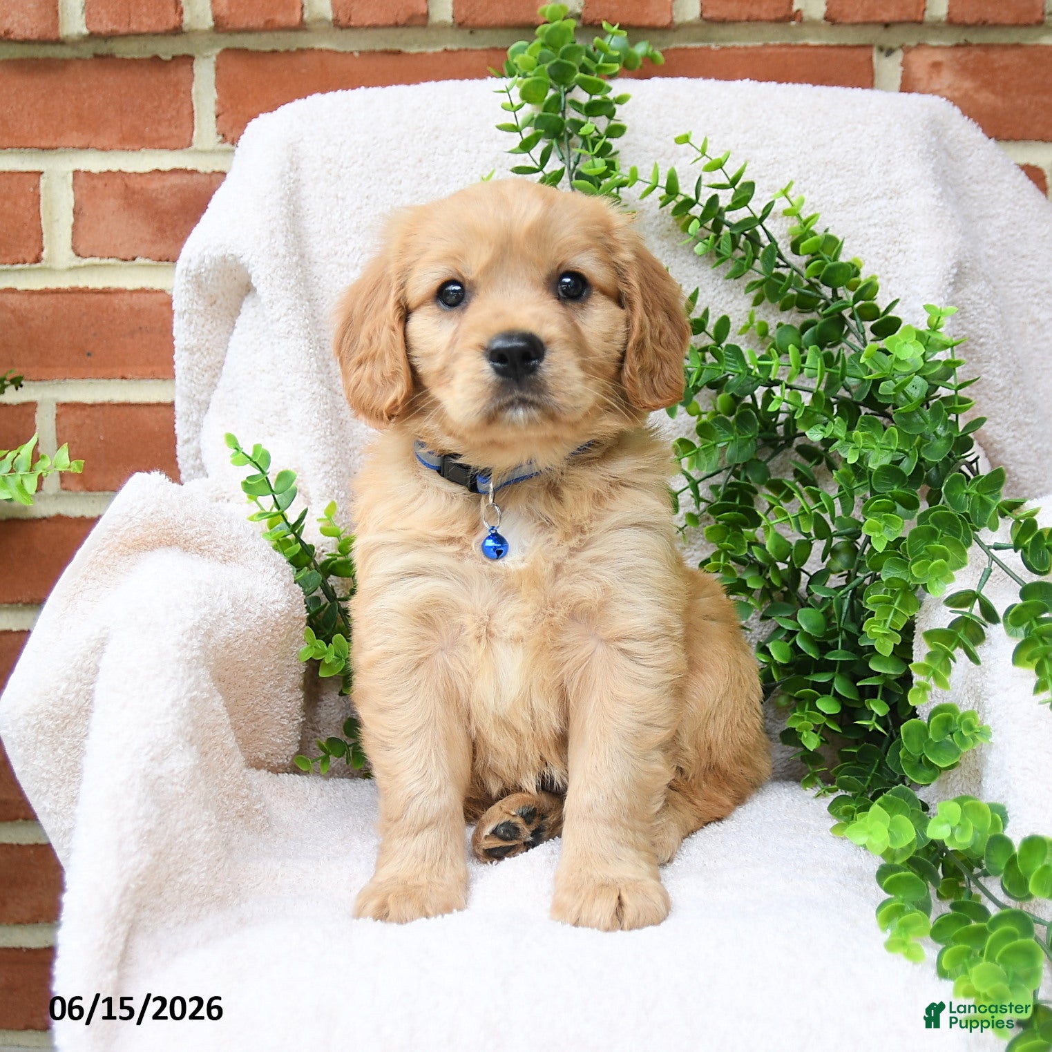 Miniature Golden Retriever dogs Omar - Ad 1