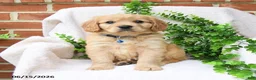 Miniature Golden Retriever dogs for sale: Omar - Ad 1