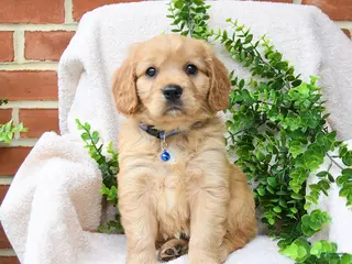 Miniature Golden Retriever dogs for sale: Omar - Ad 2