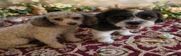 Shihpoo dogs for sale: Chip - Ad 6