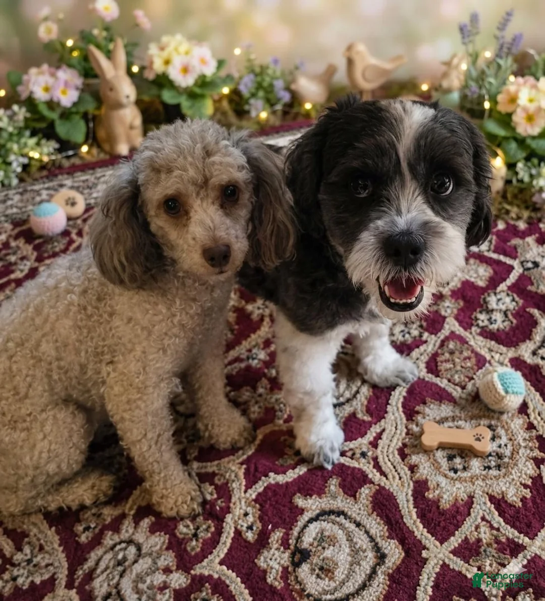 Shihpoo dogs for sale: Chip - Ad 6